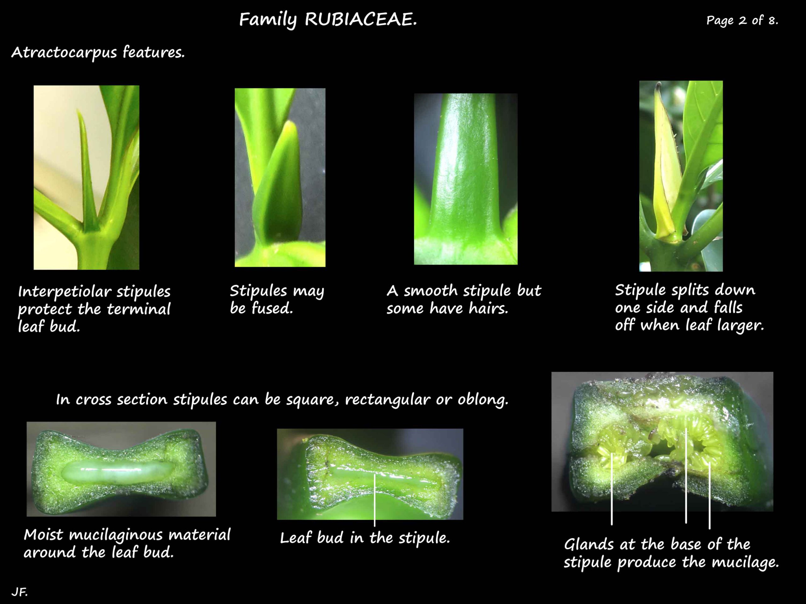 2 Atractocarpus stipules